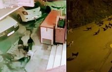 Gaziosmanpaşa'da sokak köpekleri anne ve çocuğuna saldırdı