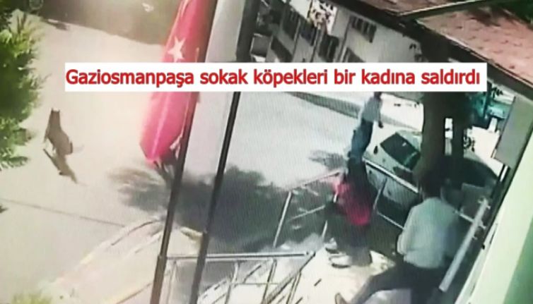 Gaziosmanpaşa&#039;da, aile sağlığı merkezi önündeki kadına sokak köpekleri saldırdı