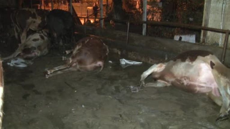 Eyüpsultan’da sağanak yağış nedeniyle su basan ahırda 4 büyükbaş hayvan telef oldu