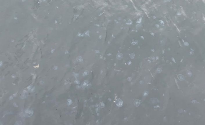 Arnavutköy sahilini denizanaları bastı