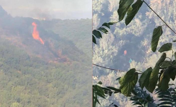Sultangazi Şehir Ormanı yandı: 10 dönüm kül oldu