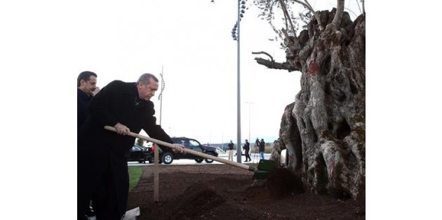Erdoğan'dan 945 yıllık ağaca cansuyu