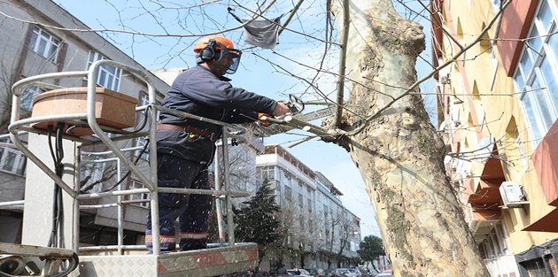 Gaziosmanpaşa’da Ağaç Budama Çalışmalarının Sonuna Yaklaşıldı