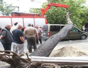 Gaziosmanpaşa'da Ağaç Otomobilin Üzerine Devrildi.