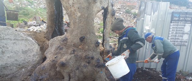 Gaziosmanpaşa’da Tarihi Çınar Ağacı Restore Ediliyor