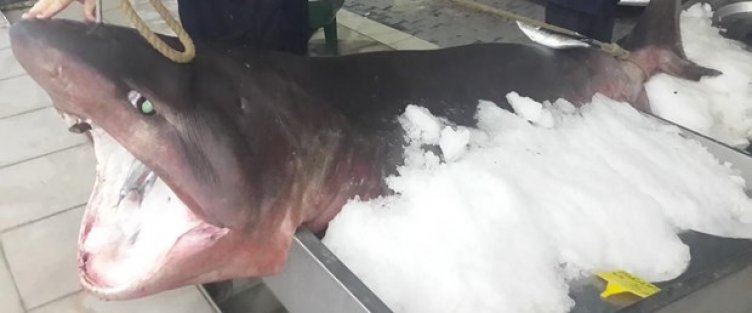 Marmara Denizi'nde köpekbalığı yakalandı