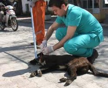 Sultangaz Belediyesi, evcil hayvanları ücretsiz olarak kuduza karşı aşılıyor. 