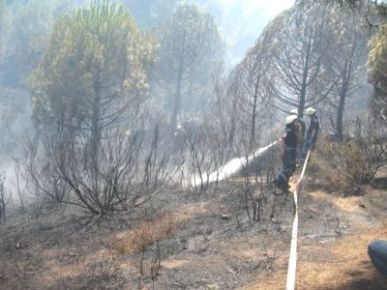 Sultangazi Kent Ormanın da Yangın
