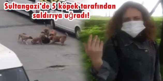 Sultangazi'de köpek dehşeti! İşe giden kadına saldırdılar
