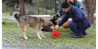 Sultangazi'de Sokak Hayvanlarına Yem Bırakıldı