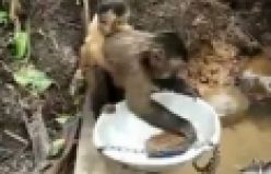 Bu Maymun Bulaşık Yıkıyor Bolivya'da bir evde beslenen maymunun sırtında yavrusu bulaşıkları fırça ile yıkarken görüntülenmesi ilgi çekti.