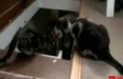  VİDEO-Nankör Kedi Arkadaşını Merdivenlerden itiyor