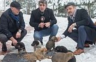 Kara kışta sokak hayvanları Gaziosmanpaşa da unutulmadı