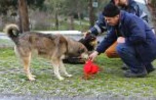 Sultangazi'de Sokak Hayvanlarına Yem Bırakıldı