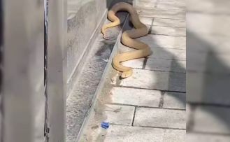 Gaziosmanpaşa'da yılan paniği