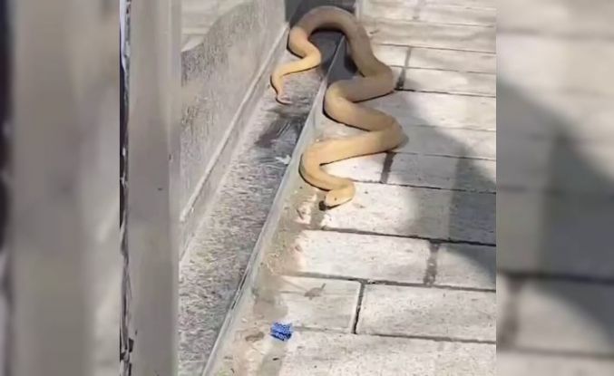 Gaziosmanpaşa'da yılan paniği